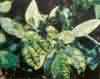 Zinc deficiency symptoms on leaves