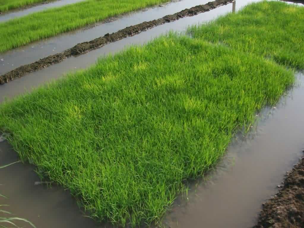 The Wet Bed Nursery of Paddy