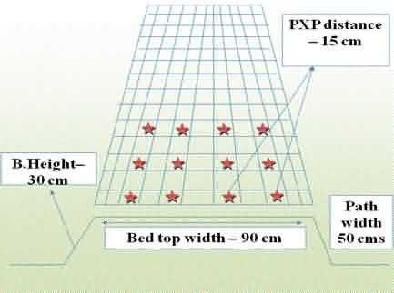 carnation bed preparation dimensions
