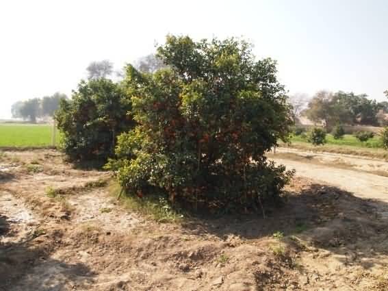 (5) Conventional ring and flood irrigation causing foot / root rot (5) Conventional ring and flood irrigation causing foot / root rot