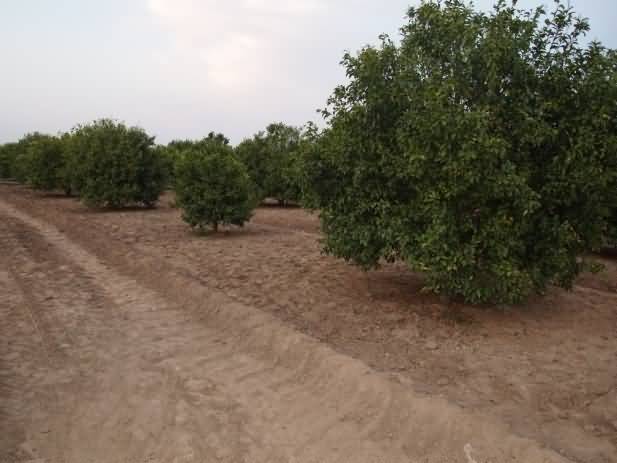 (6) Conventional ring and flood irrigation causing foot / root rot (6) Conventional ring and flood irrigation causing foot / root rot