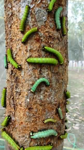 मूगा रेशम कीट