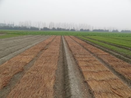 Mulching of onion nursery 