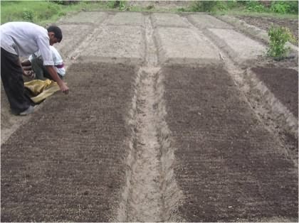 Onion seed sowing in nursery