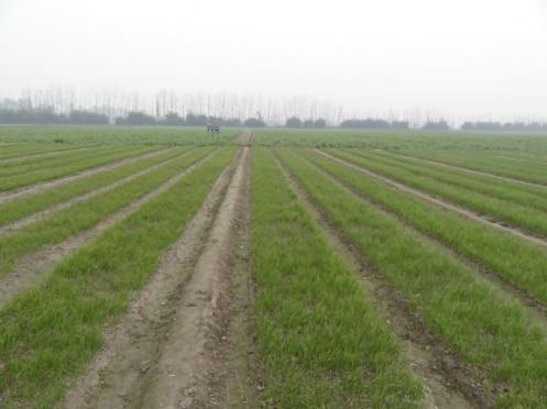 Onion plants in nursery ready for transplant