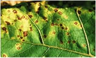 Leaf Spots