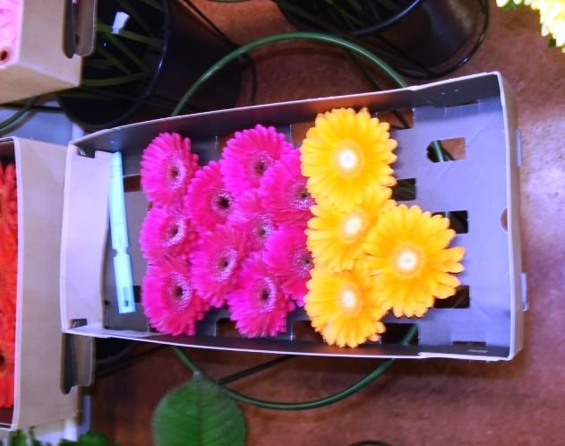 Export packaging- Drying of gerbera stems  