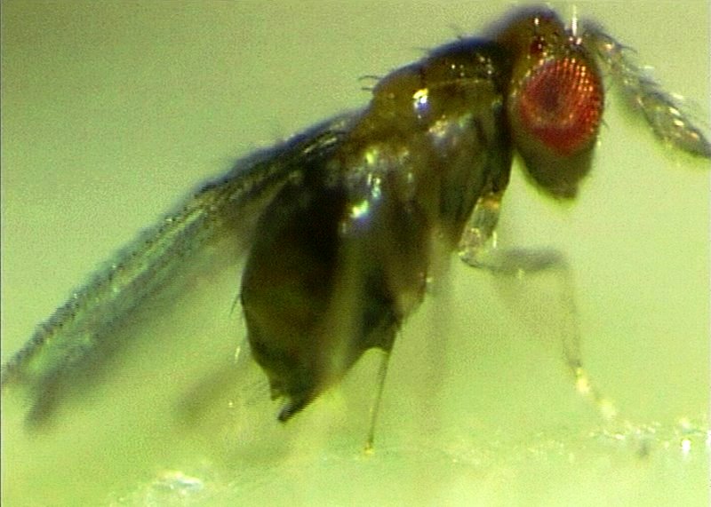 trichogramma parasite 