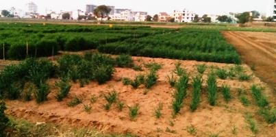 पुट्टी सूत्रकृमि ग्रसित गेहूँ का खेत