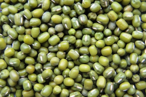 cultivation of Mungbean
