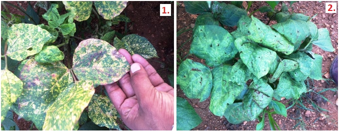 Diseases in Blackgram