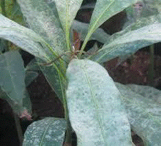 Mango- सफेद रतुआ 