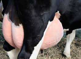 Garget (Thanala) Disease