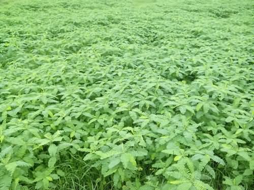 Green manure in wheat