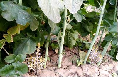 Orobanche weed in Mustard