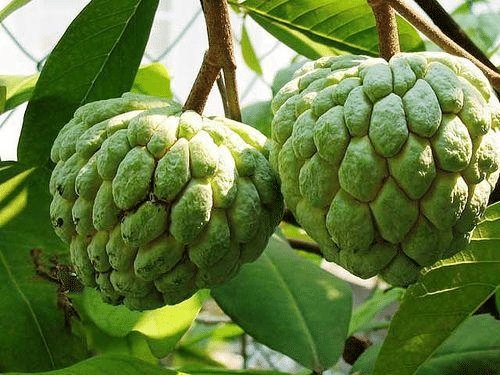सीताफल या शरीफा का उत्‍पादन