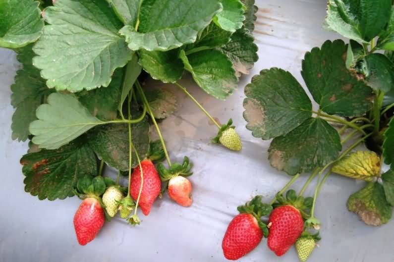 Strawberry farming