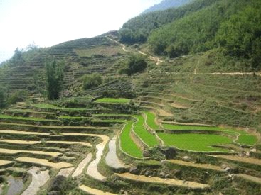 Contour bunding of fields