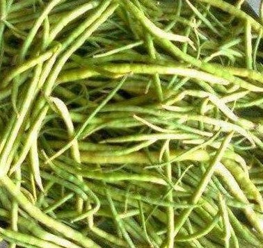 Khejri