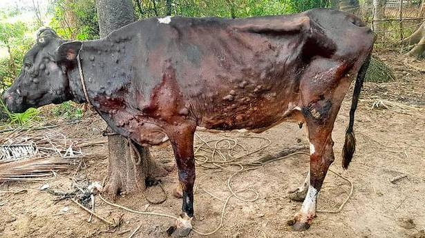  ढेलेदार त्वचा रोग 