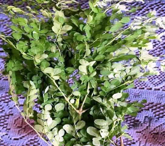 Leaves of Drumstick