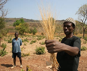 cereal crops domesticated by farmers in West Africa