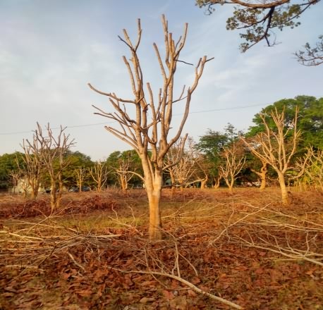 कुसुम ट्री का प्रूनिंग 