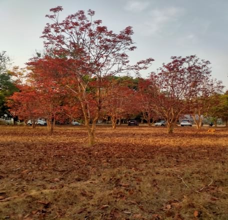 कुसुम ट्री नई पत्तो के साथ