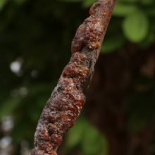 फूंकी लाख का डंठल