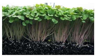Microgreens of cotyledon stage, a few days away from harvest (Treadwell, et al., 2010)