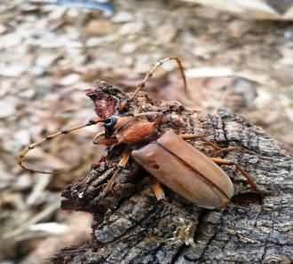 Neoplocaederus obesus