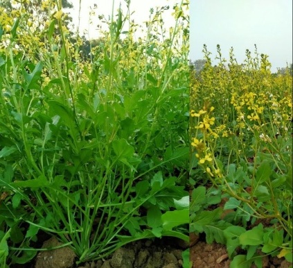 Taramira ki kheti
