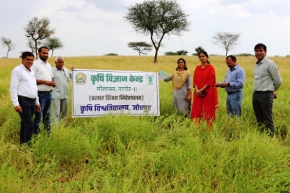 Taramira crop in kvk nagor