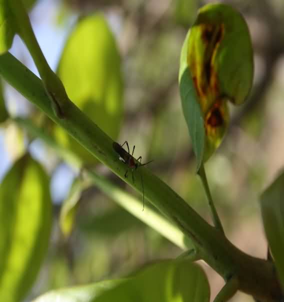 Helopeltis bradyi 