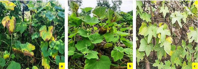 leaf spot in pumpkin