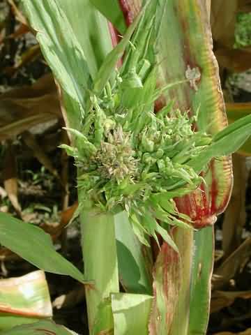 Brown stripe Downy mildew