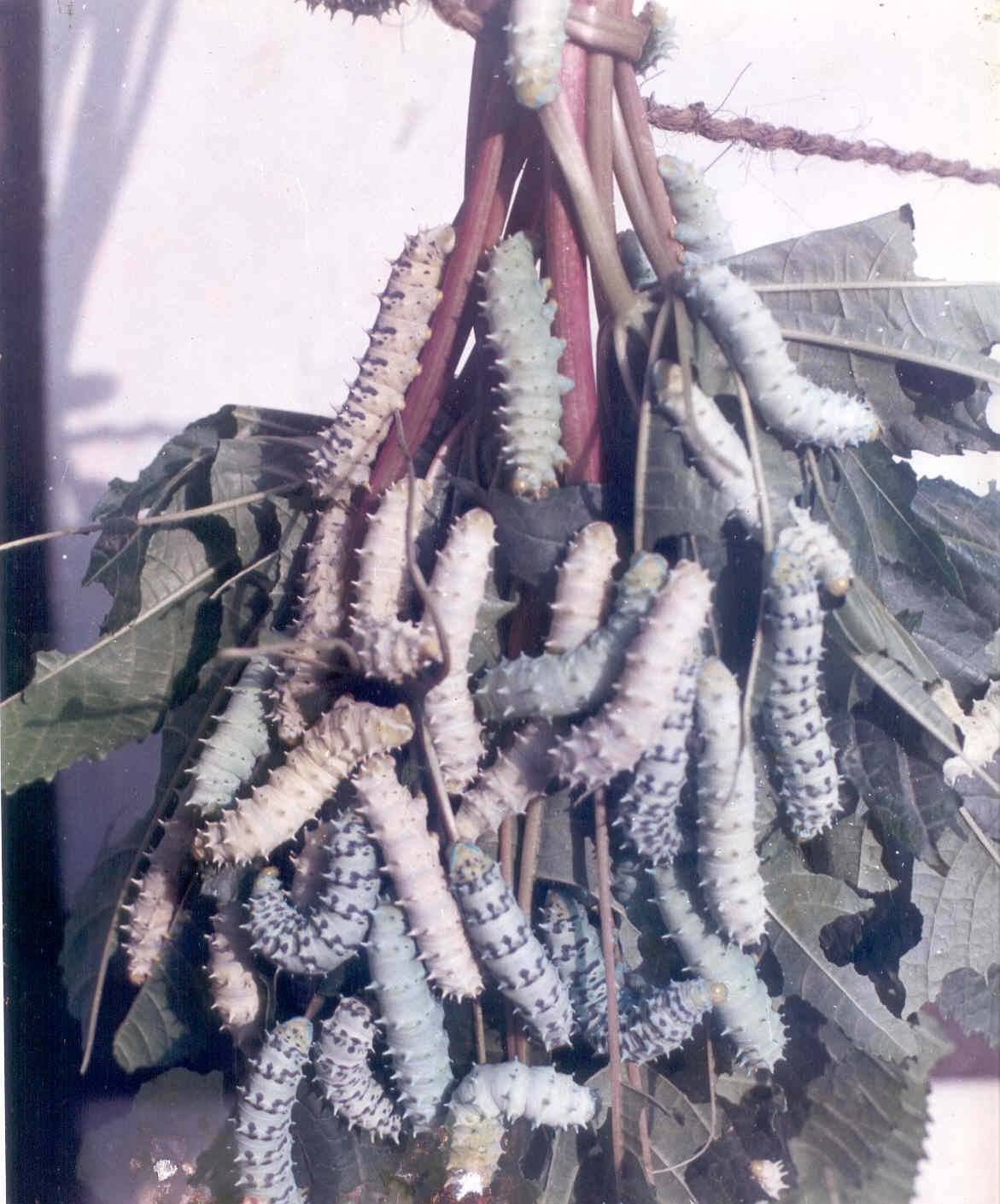 Eri silkworm Eri silkworm