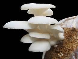 Paddystra mushroom Paddystra mushroom