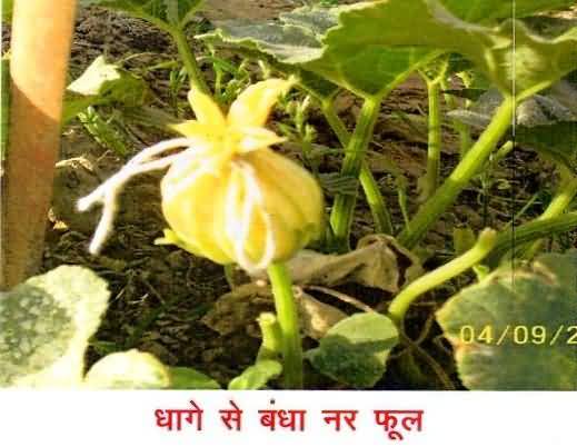 Pumpkin male flower with tag