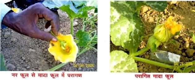 सीताफल में हाथ से पॉलीनेसन